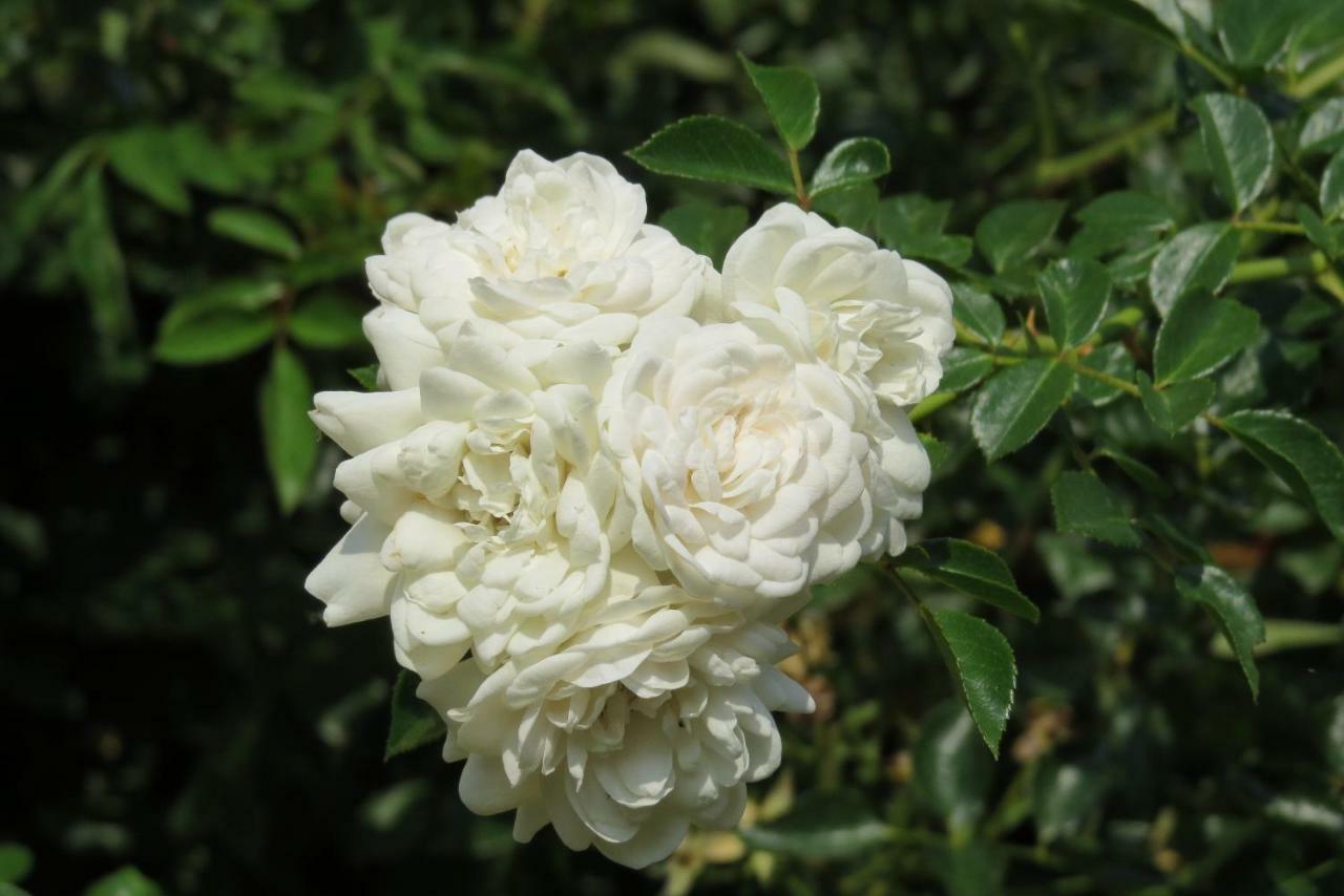 Fattoria Delle Rose Villa Salussola Eksteriør billede